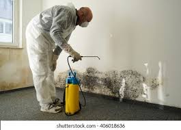 Best Basement Mold Removal  in Layton, UT